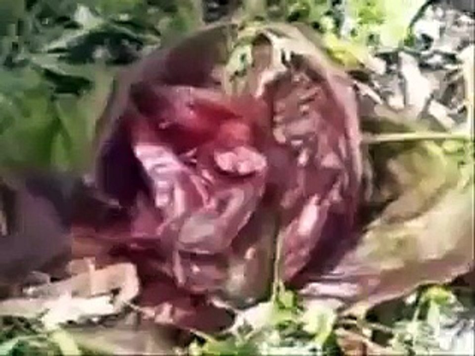 Peter Cundall.  Crazy Tasmanian Gardener.