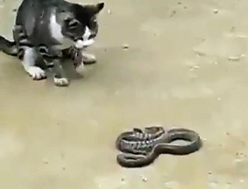 cat lunch