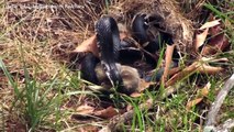 Ungleicher Kampf: Hasen-Mutter lehrt Schlange das Fürchten