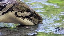 Pythons at Alligator Pond 02 - Dangerous Animals in Florida - Time Lapse x2
