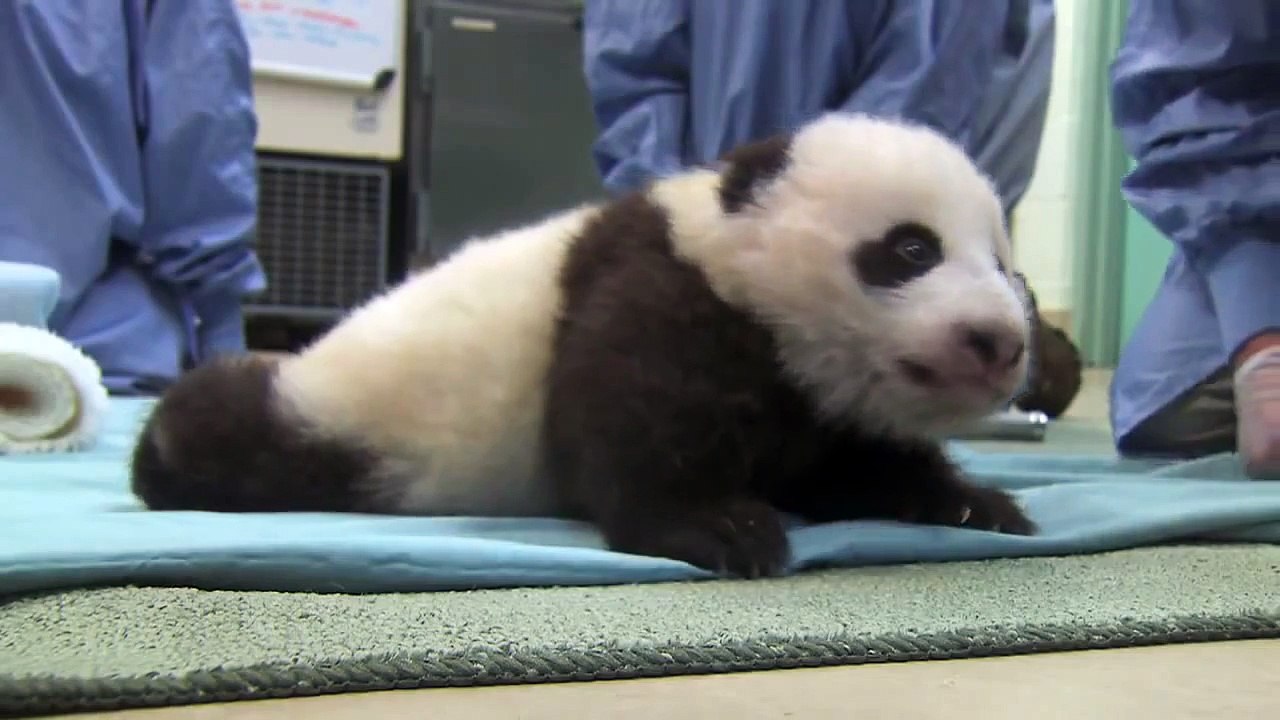Animals Funny Video - Cute Panda taking first steps