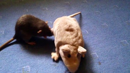 Un rat joue avec une peluche rat...