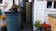 Неудачные прыжки котов. Unsuccessful jumping cats. Funny cat videos compilation