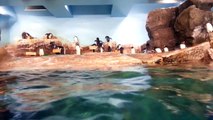 水族館のペンギンその１