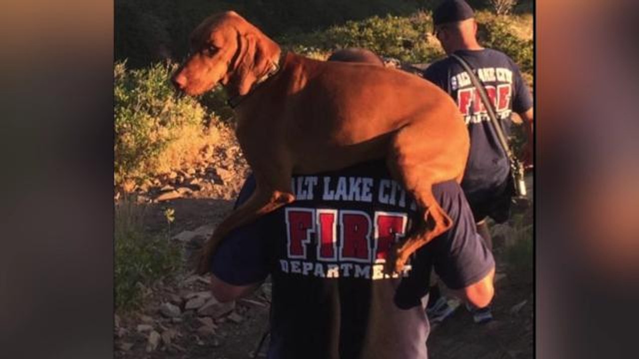 Salt Lake City firefighters carry injured dog down a mountain