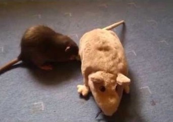 Pet Rat Plays With Toy Lookalike