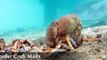 Crab in Grave Danger After Molting Its Shell