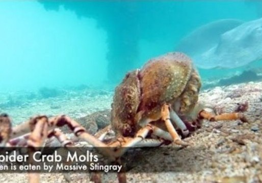 Crab in Grave Danger After Molting Its Shell