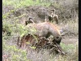 Hyenas 4 - Three Hyenas Eating