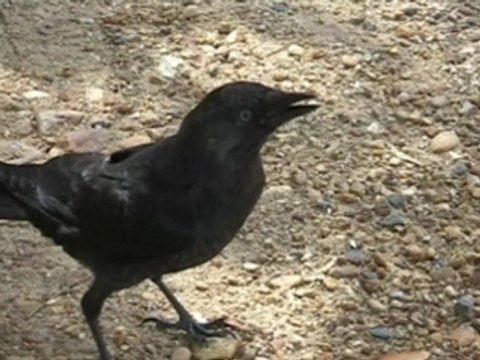 Deleuze meets Spinoza