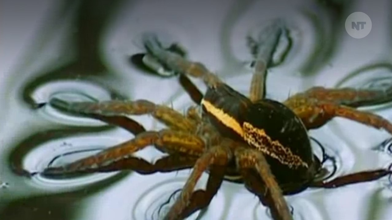 Turns Out Spiders Are Really Good At Sailing Ac...
