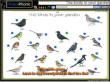 The birds in your garden.jackdaw,blue tit,magpie,blackbird,robin,starling,coal tit,chaffinch,wren