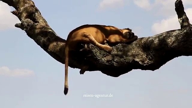 Pourchassés par des mouches, ces lions terminent leur sieste dans un arbre