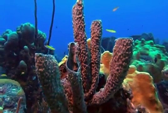 Origens Da Vida - Episódio 01 - Origens (2001)