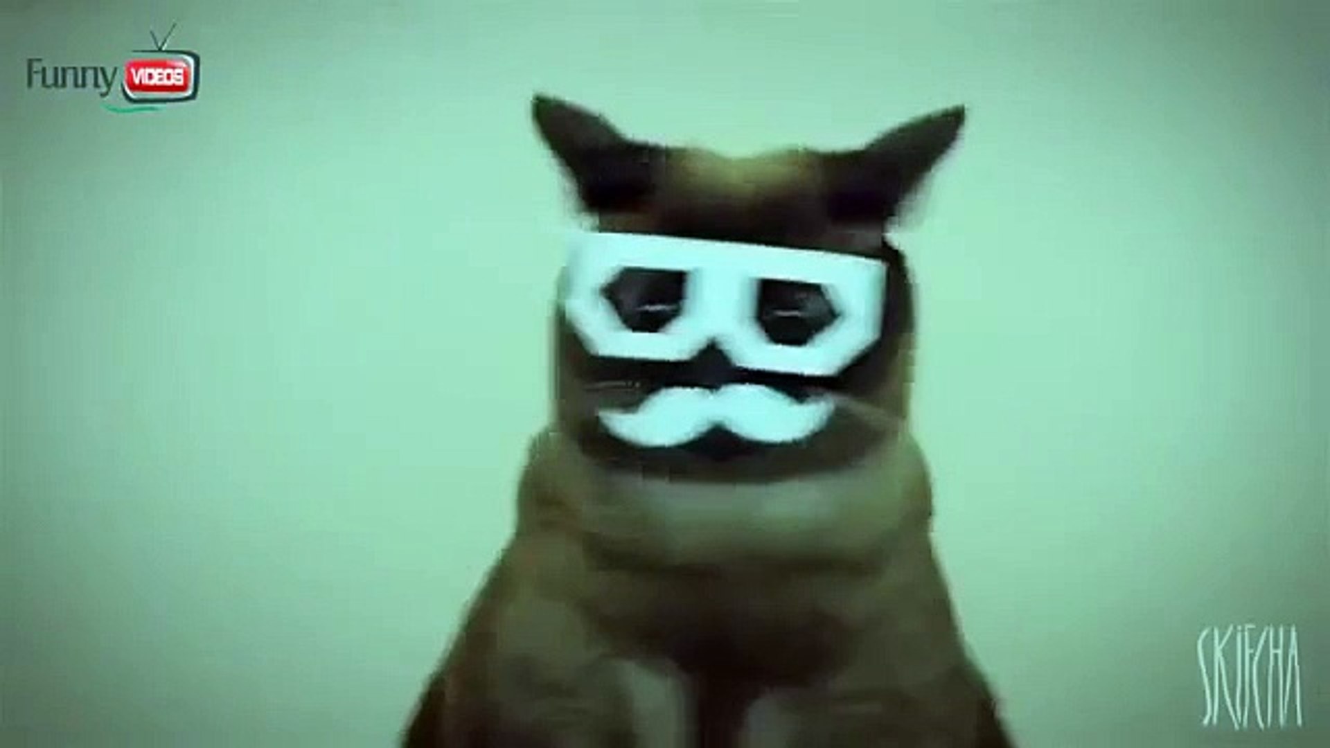 Dubstep Cat [Dubstep Cat]