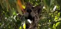 Animals Documentary Full  - Jaguar Attacks Crocodile Full Fighting - National Geographic [Full Episo