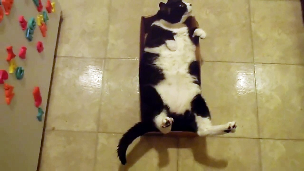 fat cat stuck in a box