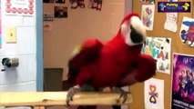 Funny Parrots Dancing Compilation 2015   Cute Owls   720p
