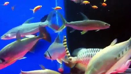 Predatory aquarium fishes