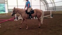 **Zips Cool Image** Pleasure Horse Mare For Sale