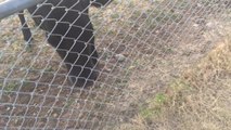 Cow desperately wants to play with Dalmatian