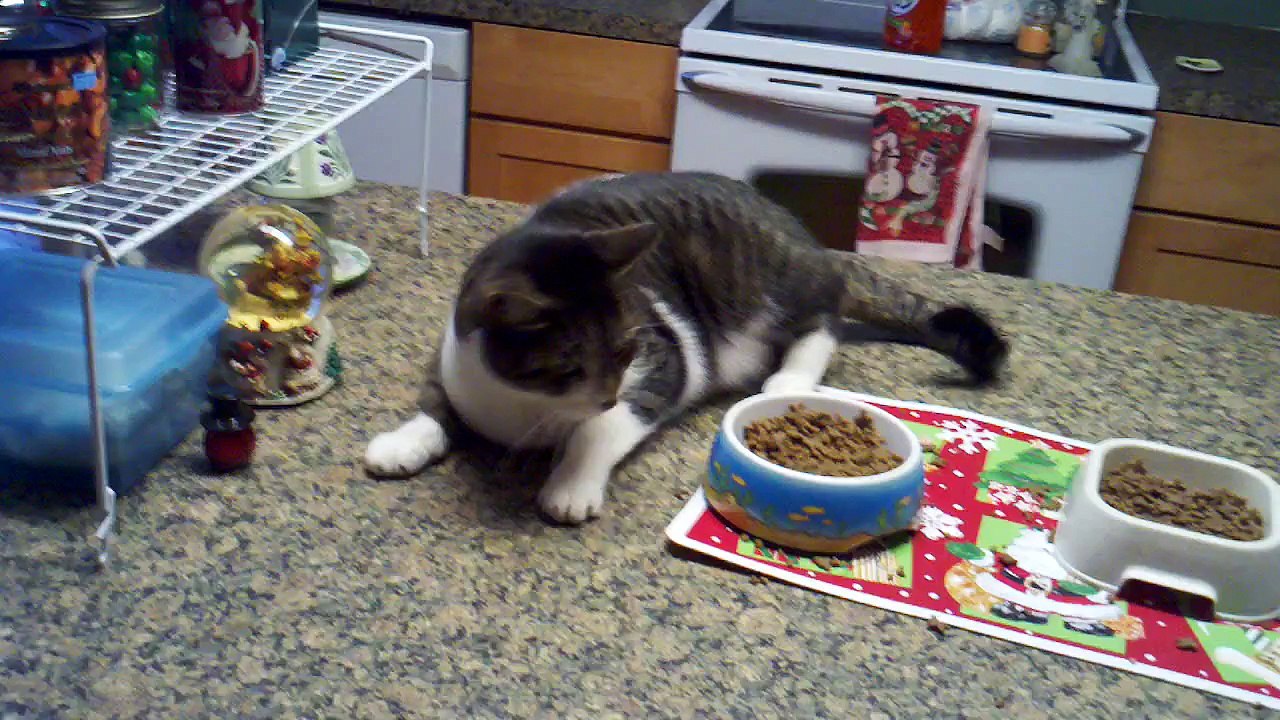 Cat seizure