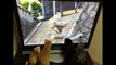 【驚き】ＮＨＫ「岩合光昭の世界ネコ歩き」のネコ視聴率がスゴいw【オモシロ】Cat viewing rate of cat program is amazing