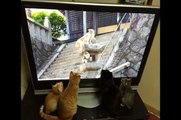 【驚き】ＮＨＫ「岩合光昭の世界ネコ歩き」のネコ視聴率がスゴいw【オモシロ】Cat viewing rate of cat program is amazing