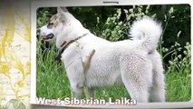West Siberian Laika Dog Breed