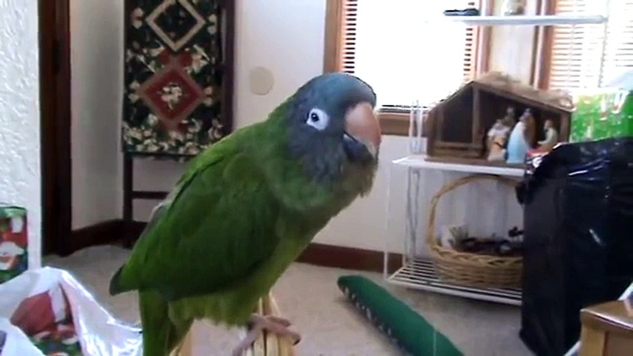 Bebo acts like a Chicken