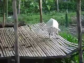GOAT GIVING BIRTH