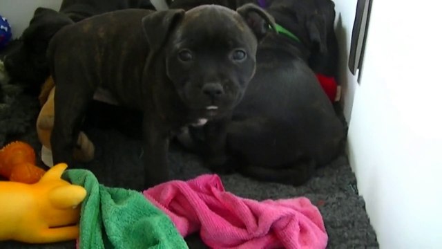 87ème vidéo Le chiot n°6 femelle staffie de la 20ème portée de Staffordland
