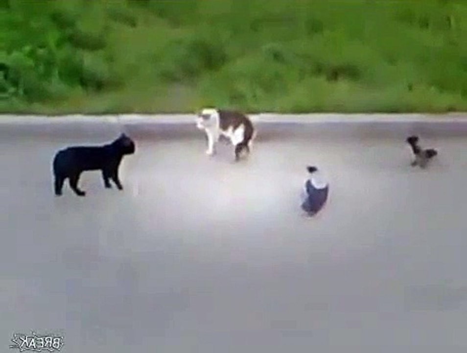 Epic Animal Street Fight | {Extrem Sport}