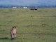 Lion attacks buffalo (Masai Mara, Kenya) (Safari Videos)" .