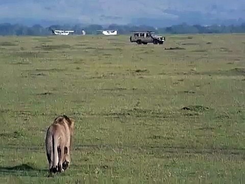 Lion attacks buffalo (Masai Mara, Kenya) (Safari Videos) .