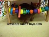 Rex Mini Rabbit Playing with Pet Rabbit Toys