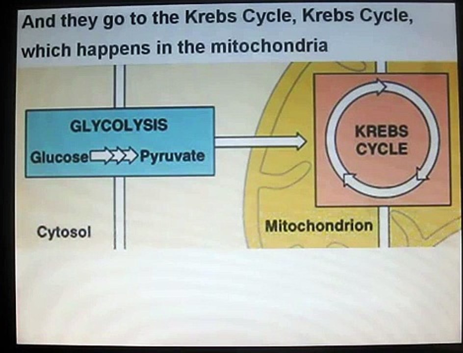 "Cell Respiration" - Cellular Respiration Song