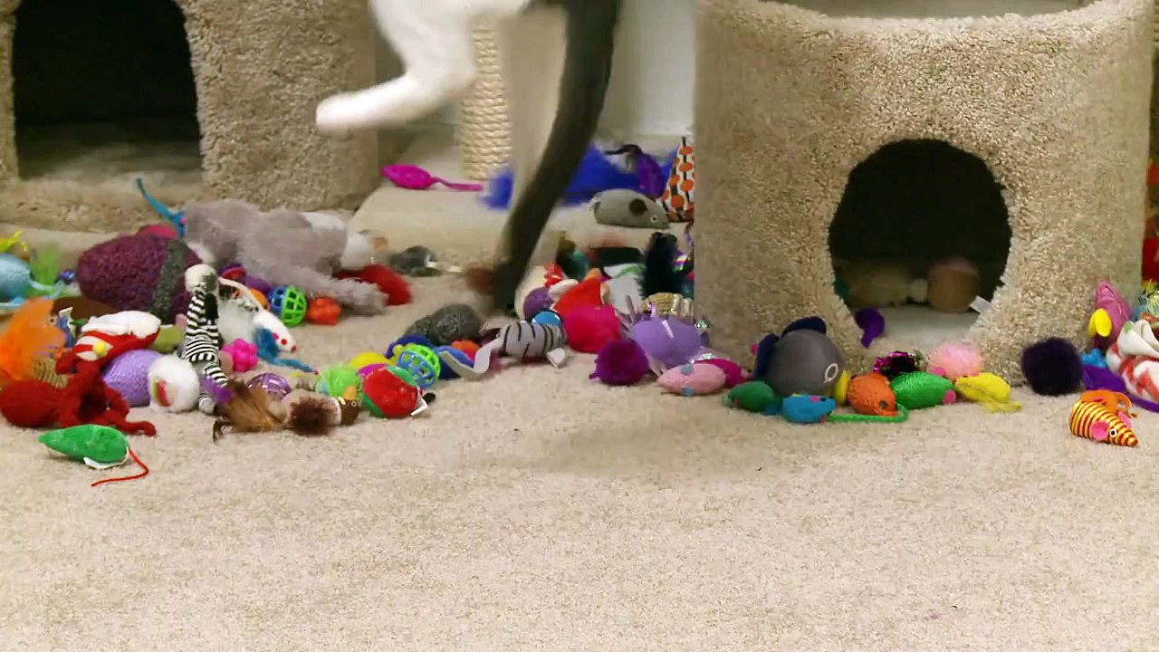 Cats Will Play