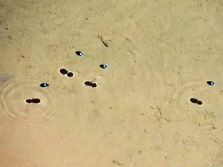 Whirligig beetles
