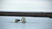 Polar Bears Wrestling, Playing in Alaska's Beaufort Sea