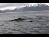 Humpback Whales Alaska Glacier Bay