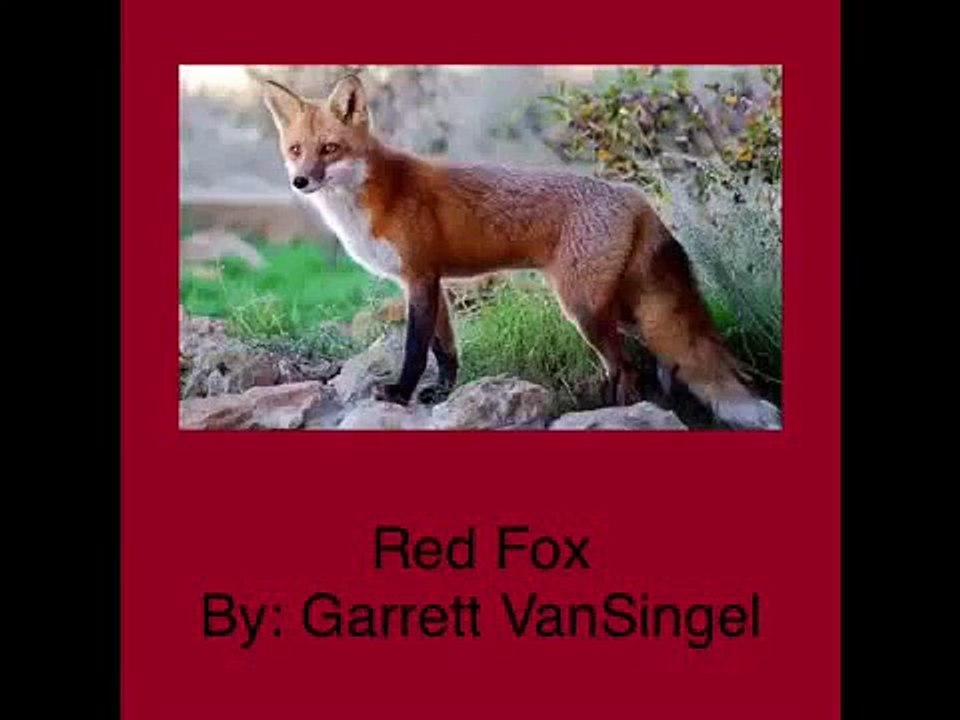 Animal Adaptations Red Fox