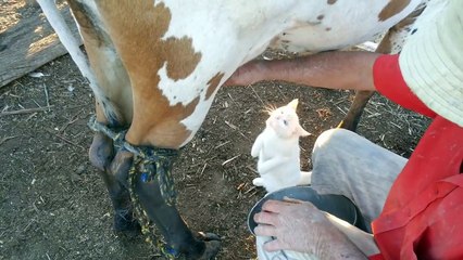 What a Cute Little Cat Drinking Milk by Cow