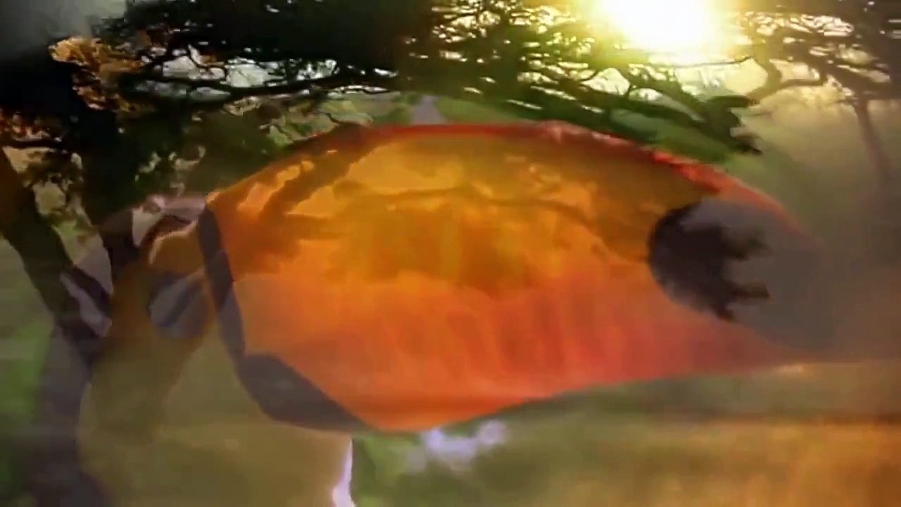 Discovery Channel Animals | Animal Planet | Valley of the Wolf Documentary #2015 HD