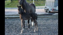 Colt by Blue Hors First Choice 2 weeks