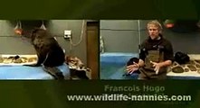 FRANCOIS HUGO SEALS WILDLIFE NANNIES IN SOUTH AFRICA HOUTBAY