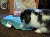 Oreo Lop ear Rabbit and his towel
