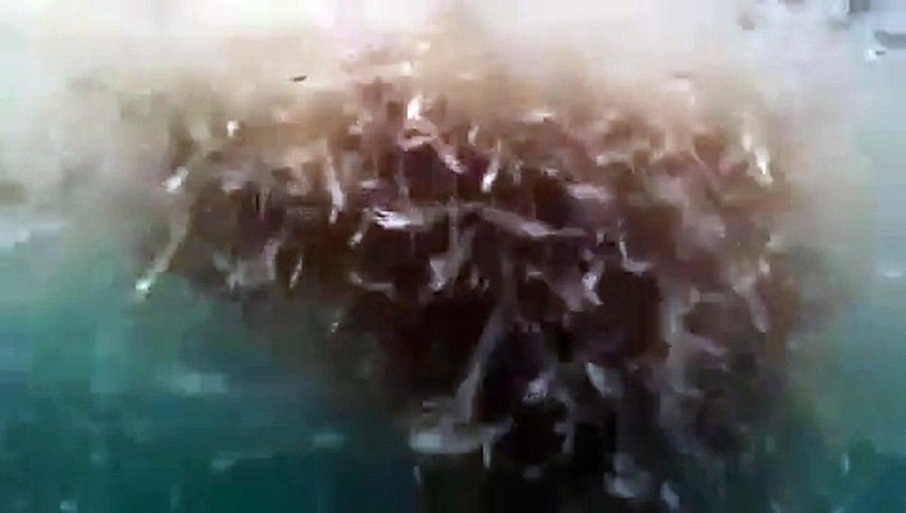 【vore 番組】「クジラ対シャチ」よりクジラの丸呑み捕食シーン orca vs whale