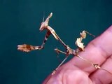 Amazing Insects Vol.7, No.4 : Preying Mantis 04 / Gongylus spec. found in Thailand / Male nymph