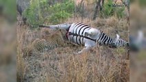 Un zèbre mort envoie un jet de sang sur un léopard